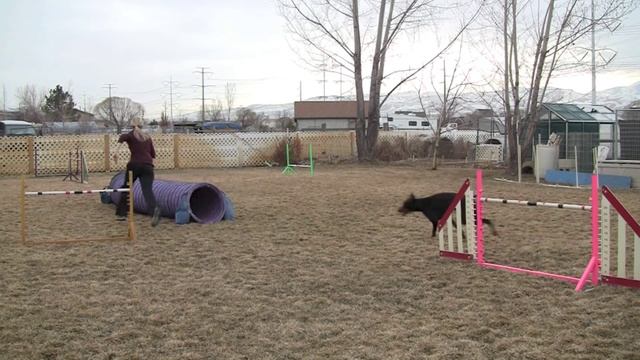 A doberman can have tight turns too! Amanda Albretsen and Doberman Mya смотреть онлайн