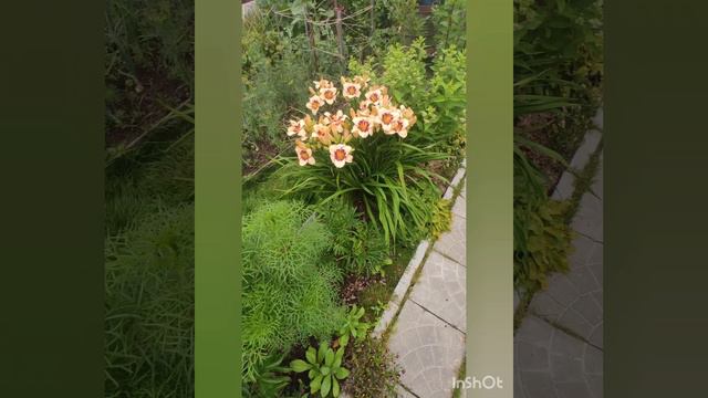 Лилейники в моём саду. #shorts