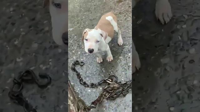 cheapest dog market in delhi cheapest dogs in delhi odd eye Pitbull at 12000 only смотреть онлайн