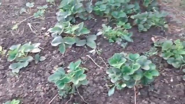 Спустились к реке.Размножение лесной земляники. смотреть онлайн