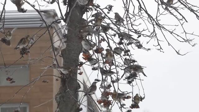 Дрозды рябинники атакуют Тулу..)) смотреть онлайн