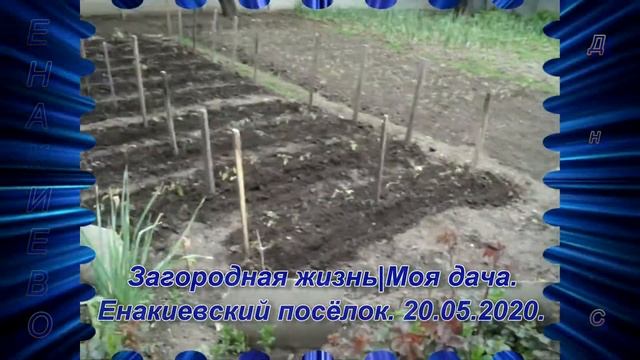 "Дачные истории". 20.05.2020 | Обзор дачного участка в мае. Томаты после града. смотреть онлайн