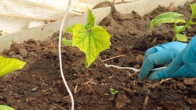 Защита огурчиков. Проверила, помогает.14 мая 2023 г. смотреть онлайн