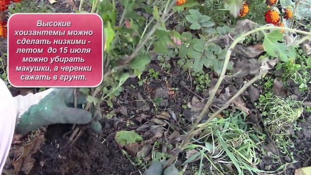 Хризантемы осенние цветы. Важно правильно посадить кусты хризантем! смотреть онлайн