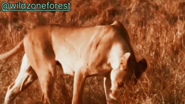 Lion attack pig | Animal denger fight | khubsurat animal baby |#viral #tranding #videos #viralvideo смотреть онлайн