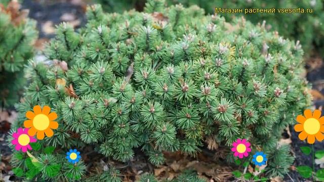Сосна горная Хампи. Краткий обзор, описание характеристик, где купить pinus mugo Humpy смотреть онлайн