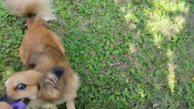 dog puller что это такое и с чем его едят(основы) смотреть онлайн