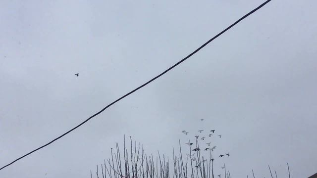 #Pigeons.Голубей резко накрыло метелью. смотреть онлайн