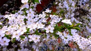 Поздняя любовь. Авторская песня М Богомоловой из кф У РЕКИ ДВА БЕРЕГА  исп.Г.Погорельская.mp4