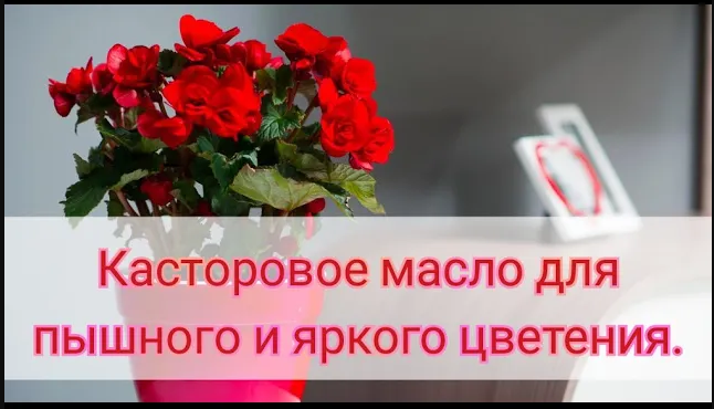 Чудо-средство для пышного и яркого цветения комнатных цветов. смотреть онлайн