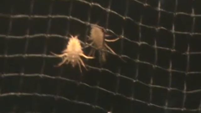 Раки самоубийцы смотреть онлайн
