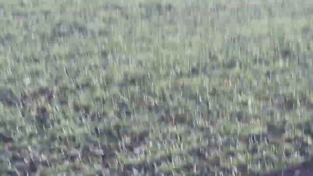 Подкормка озимых, март 2019. Мтз 82 + рум UNIA 950. смотреть онлайн