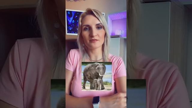 Беременность слона ? ПОДПИШИСЬ смотреть онлайн