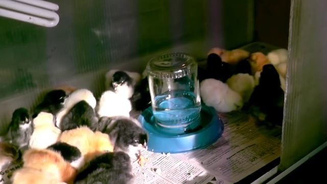 3-х суточные цыплята/ содержание в брудере смотреть онлайн