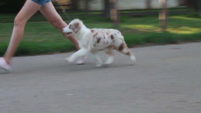 Австралийская овчарка. Рысь смотреть онлайн