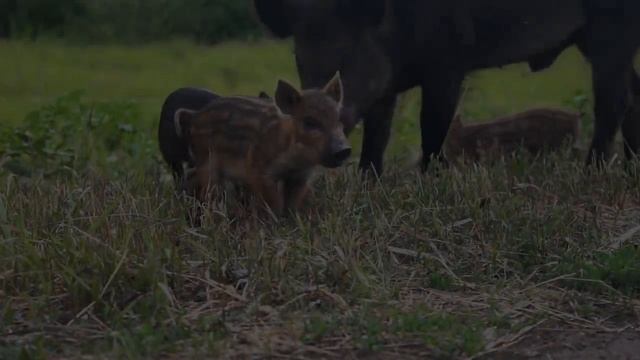 Roman Historian Describes Ancient Scandinavia // Before The Vikings // Tacitus 97 AD смотреть онлайн