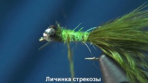 Личинка стрекозы
