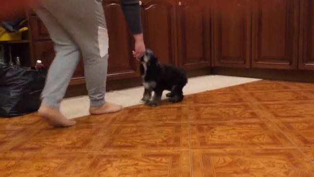 Трехцветный 2