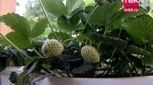 Советы тети Тани. Земляника садовая