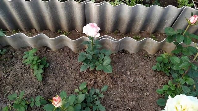 Первый срез роз в теплице. Обор теплицы смотреть онлайн