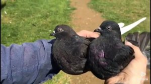 Голуби у Виктора-50 (питомник Западный-Мариупольские и Генические, подкидка молодых)