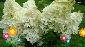 Гортензия метельчатая Дентель де Горрон. Краткий обзор, описание характеристик