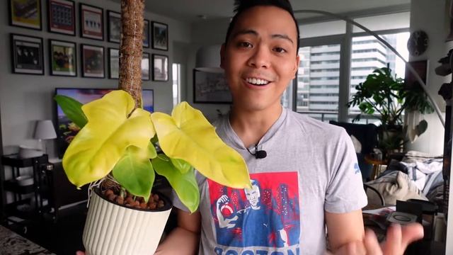 Plants that Love LECA + Passive Hydroponics (Part 4) - Philodendrons смотреть онлайн