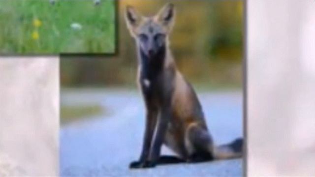 Сравнение редкого скина лисы в Вилд Крафт, с реальной породой. смотреть онлайн