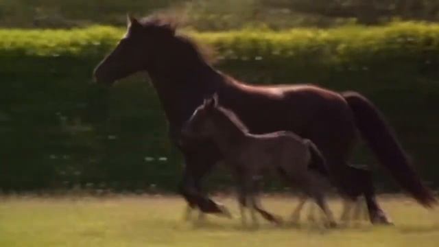 День образования Республики Алтай смотреть онлайн
