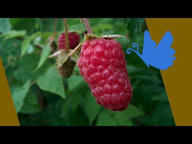 Подкармливаю розы.Обработала малину. смотреть онлайн