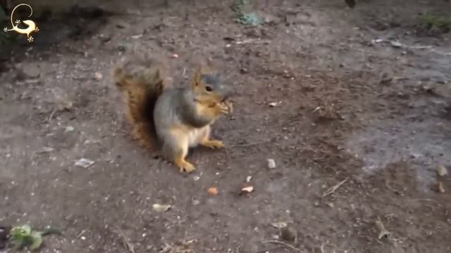 Природа в Фокусе