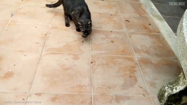 10 THINGS You Didn't Know About Your CAT 😺 смотреть онлайн