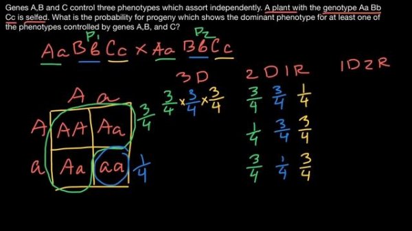 How to solve probability problems in Genetics
