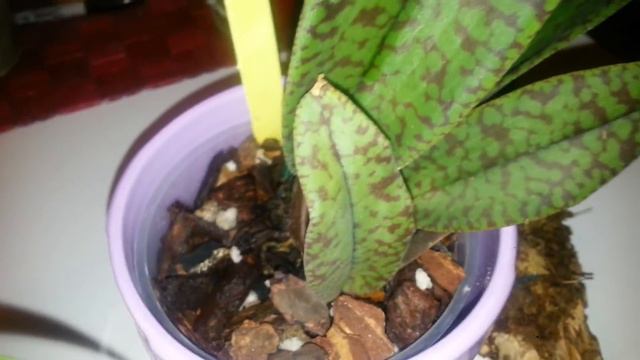 New Ansellia Africana and update 4/30/14 смотреть онлайн