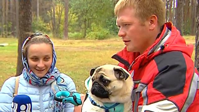 Утренний репортаж. Большая мопсопрогулка