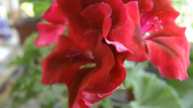 ГЕРАНЬ КРАСНАЯ и ОЧЕНЬ РАЗНАЯ смотреть онлайн