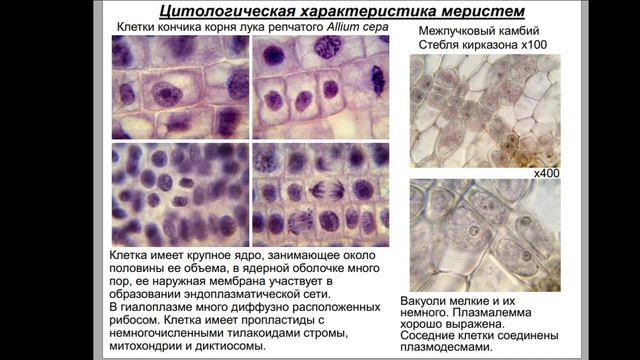 Гистология Лекция 04 Меристемы Первичные покровные ткани смотреть онлайн