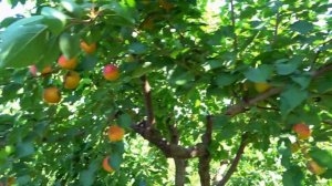 Абрикос ОСОБЛЫВЫЙ Денисюка / Высокая зимостойкость и устойчивость к болезням