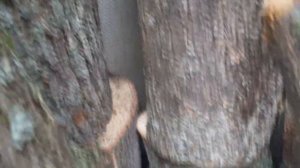 Заготовка древесины для токарных работ