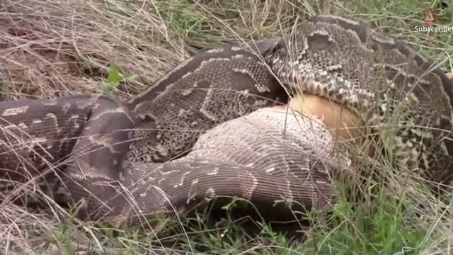Large Python Eats an Impala - Anaconda vs Impala смотреть онлайн