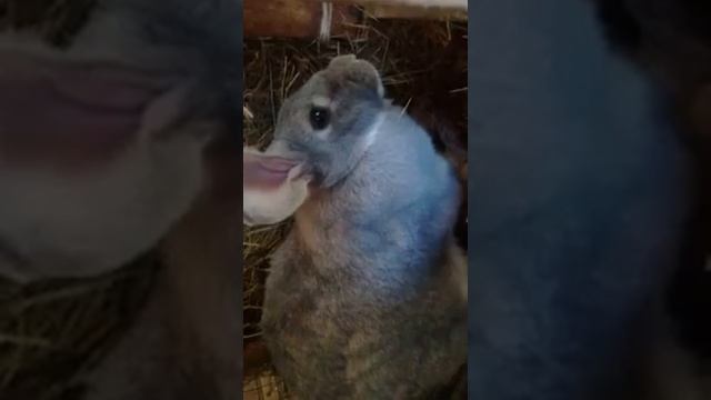 мой старый видео про кроликов мама кролик смотреть онлайн