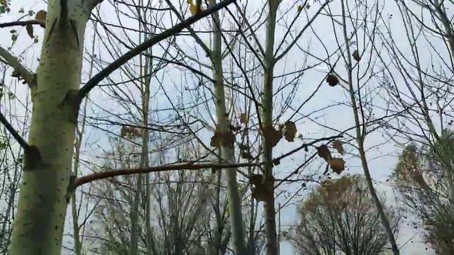 ШОШИЛИНЧ ХАЛҚ ТАЙОР ТУРУНГ 10-ФЕВРАЛЬ ОБ-ХАВО КЕСКИН ЎЗГАРАДИ КЕЧ БУЛМАСДАН ОГОХ БЎЛИНГ смотреть онлайн