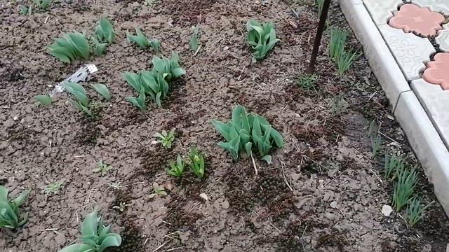 Настоящая весна, скоро  зацветут нарциссы. Работы дома.......