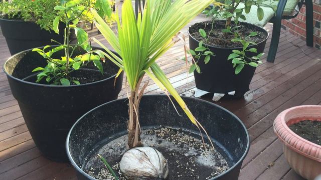 HOW TO GROW A COCONUT TREE смотреть онлайн