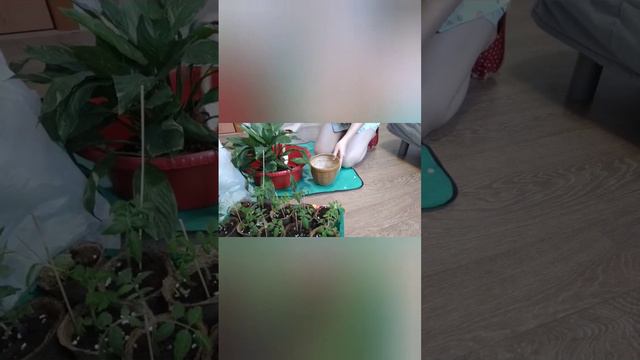 Спатифиллум ждал пересадки 2 года. Ура, свершилось! смотреть онлайн