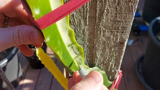 DRAGON FRUIT GRAFTING - THE PERFECT VERTICAL NODE GRAFT смотреть онлайн