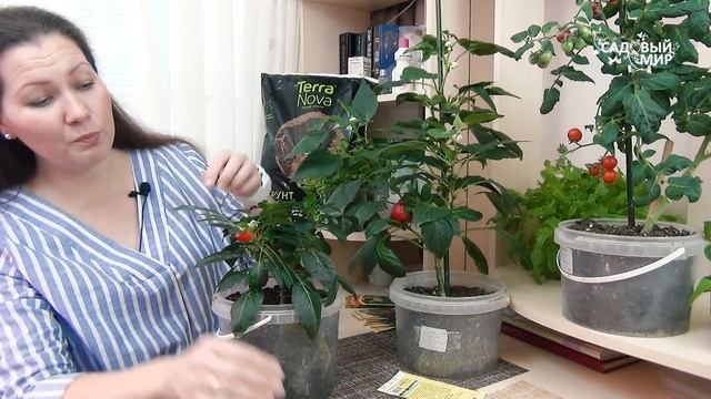 Зелень на подоконнике. Делаем самый весенний витаминный салат. смотреть онлайн