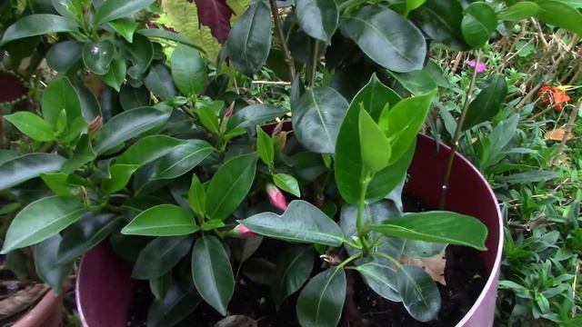 Overwintering Some of My Favourite Plants смотреть онлайн