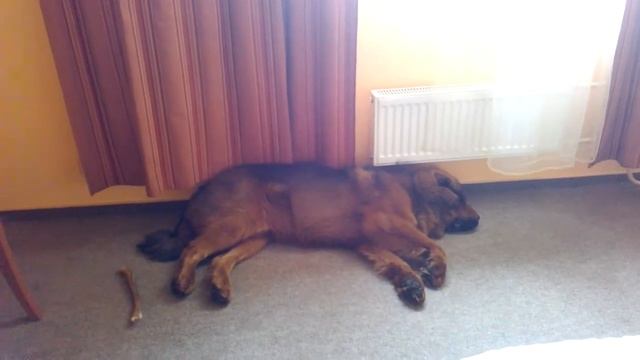 Собака бегает во сне!))) смотреть онлайн