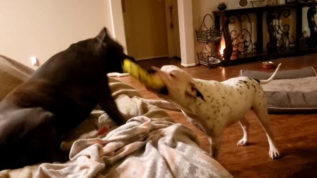 Pit Bull vs Sharpei/Great Dane mix tug-of-war. who will win? смотреть онлайн